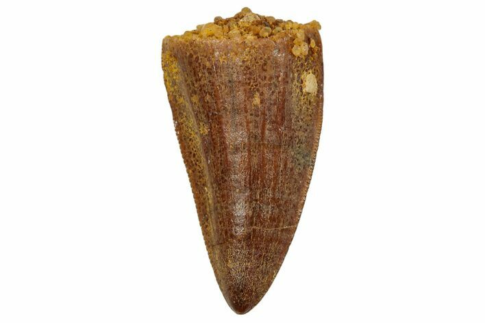 Serrated, Fossil Crocodylomorph (Araripesuchus) Tooth - Morocco #249460